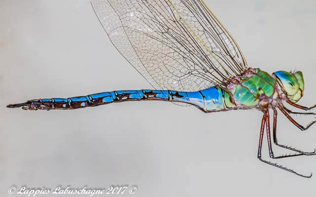 100 3471 Anax imperator Blue emperor Male Close up Rust De Winter LP RSA Sept 2017r 1