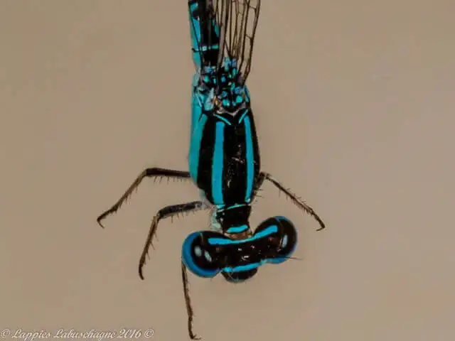 1 10212 Azuragrion nigridorsum Sailing Bluet Male Close up Rust de Winter Nov 2016r 4