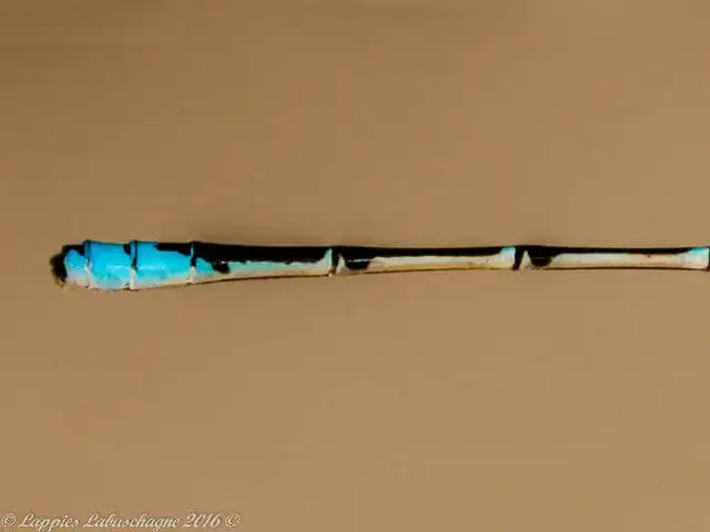 1 10214 Azuragrion nigridorsum Sailing Bluet Male Close up Rust de Winter Nov 2016r 12