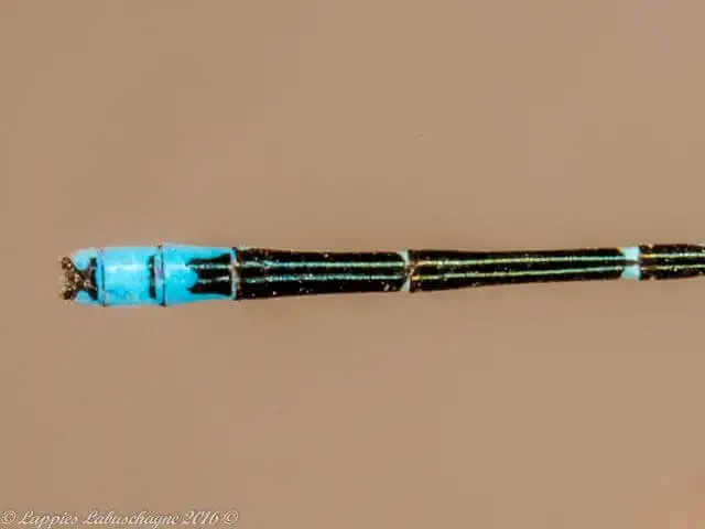 1 10214 Azuragrion nigridorsum Sailing Bluet Male Close up Rust de Winter Nov 2016r 12