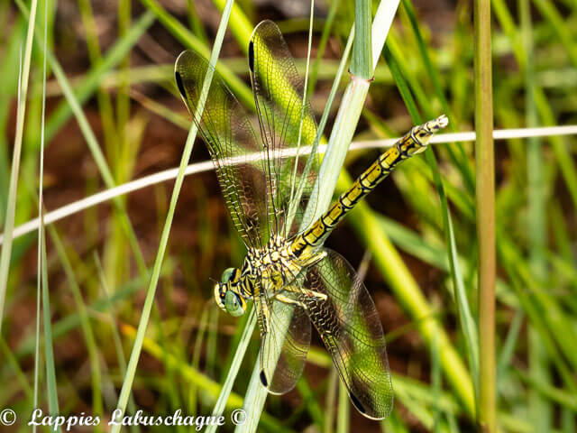 100 1124   Common Thorntail Female Ezemvelo Dec 2015 