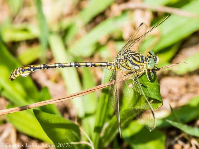 Common Thorntail, Ceratogomphus pictus. Dark Variant