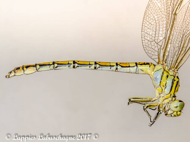 Ceratogomphus pictus Common Thorntail Female Ceratogomphus pictus Common Thorntail Female