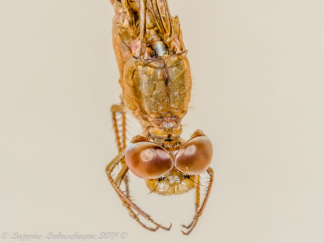 100 3522 Crocothemis erythraea Broad Scarlet Female Close UP RNR GP RSA Mch 2018r 5