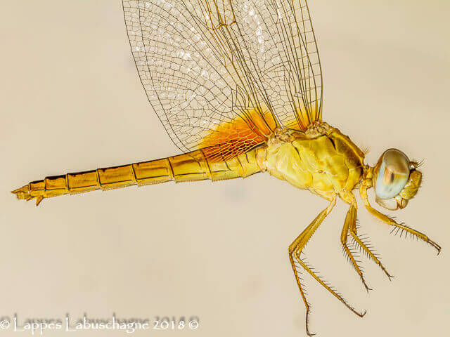 100 1817 Crocothemis erythraea Broad Scarlet Female Close up Ndumu Mch 2018r 1