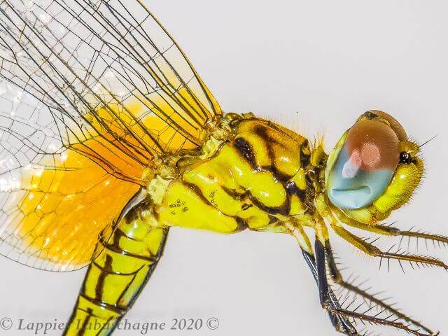 Diplacodes luminans, Barbet Percher 100 3602 diplacodes luminans barbet percher female close up rnr rsa feb 2020r 3