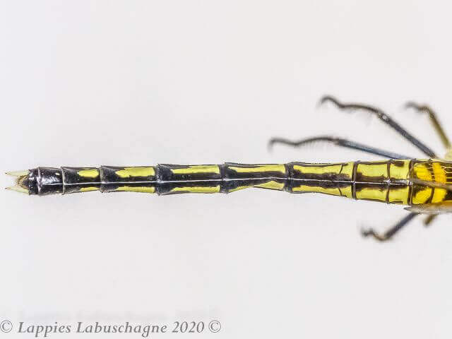 Diplacodes luminans. Barbet Percher. Female 100 3609 diplacodes luminans barbet percher female close up rnr rsa feb 2020r 14