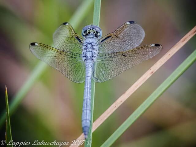 100 1205 Hemistigma albipuncta Pied spot Kozi Mch 2017r 4