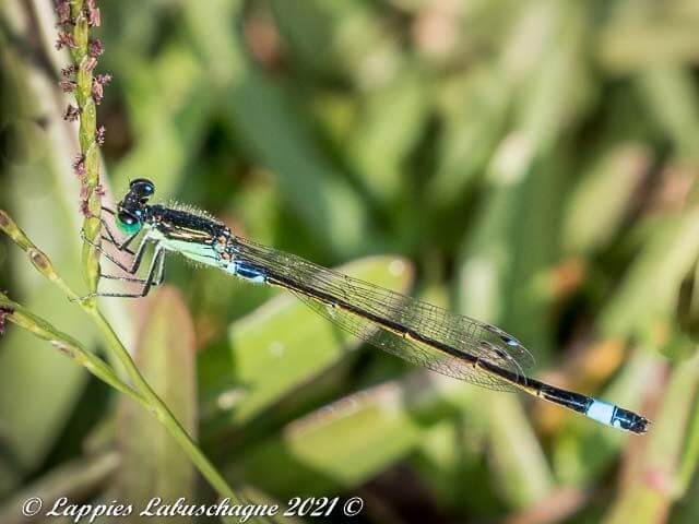 Ischnura senegalensis, Tropical Bluetail, Male 108 020 Ischnura senegalensis Wolseley Western Cape