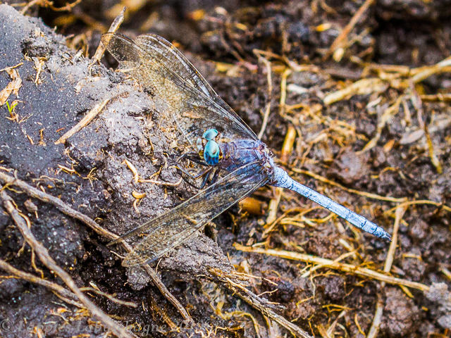 Orthetrum monardi Woodlands Skimmer Male Vaalwater LP RSA