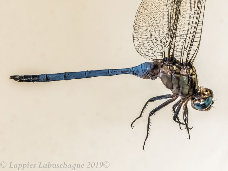 100 1085 rthetrum robustum Robust Skimmer Male Kozi bay KZN RSA Mch 2019r 2