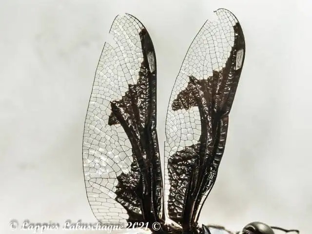 100 1936 Palpopleura portia Portia Widow Male VClose uo aalwater LP RSA Mch 2021r 18