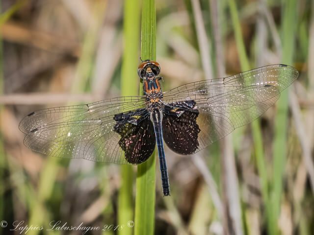 100 3458 Rhyothemis semihalina Phantom Flutterer Female Ezemvelo GP RSA Nov 2018r 15