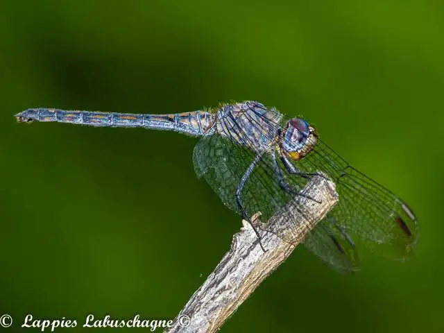 Trithemis aconita, Halfshade dropwing,Fem,ale 102 543 2016 12 24 Sabiepark Halfshade wyfie 13
