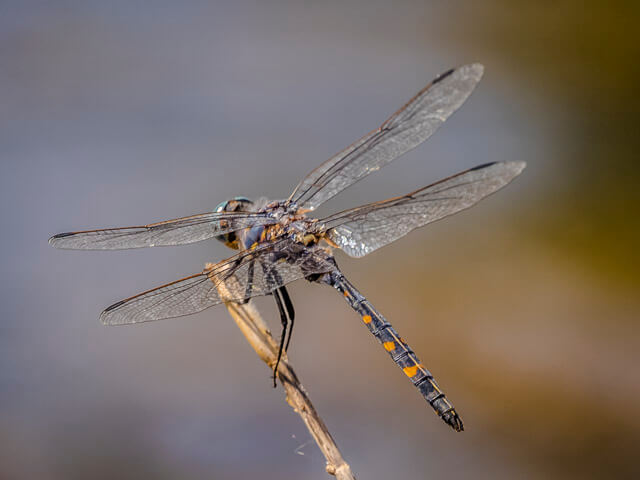 100 3165 Zygonoides feulleborni Southern Riverking Male Leselo Lodge LP RSA Oct 2020r 3