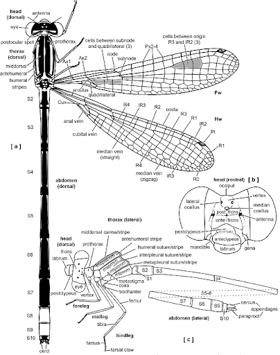 Morphology of a Damselfly Damselfly