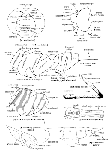 Morphology of a Dragonfly Dragonfly